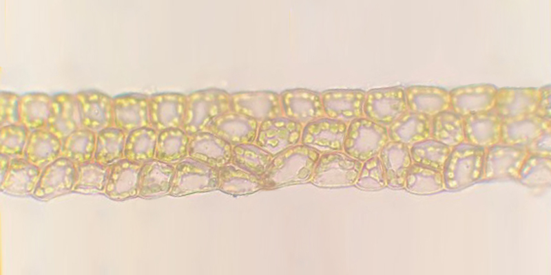 Polytrichum longisetum